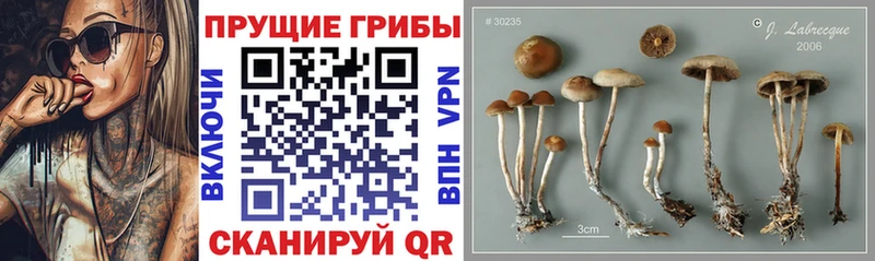 Псилоцибиновые грибы ЛСД  мега маркетплейс  Сураж 